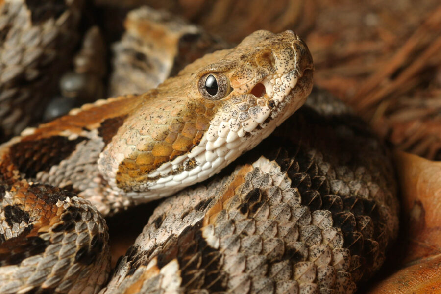 The head of a yellow-phase timber rattlesnake rests on part of its body.