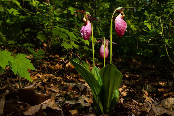 Picture of How the pink lady’s slipper forms relationships in the woods to survive