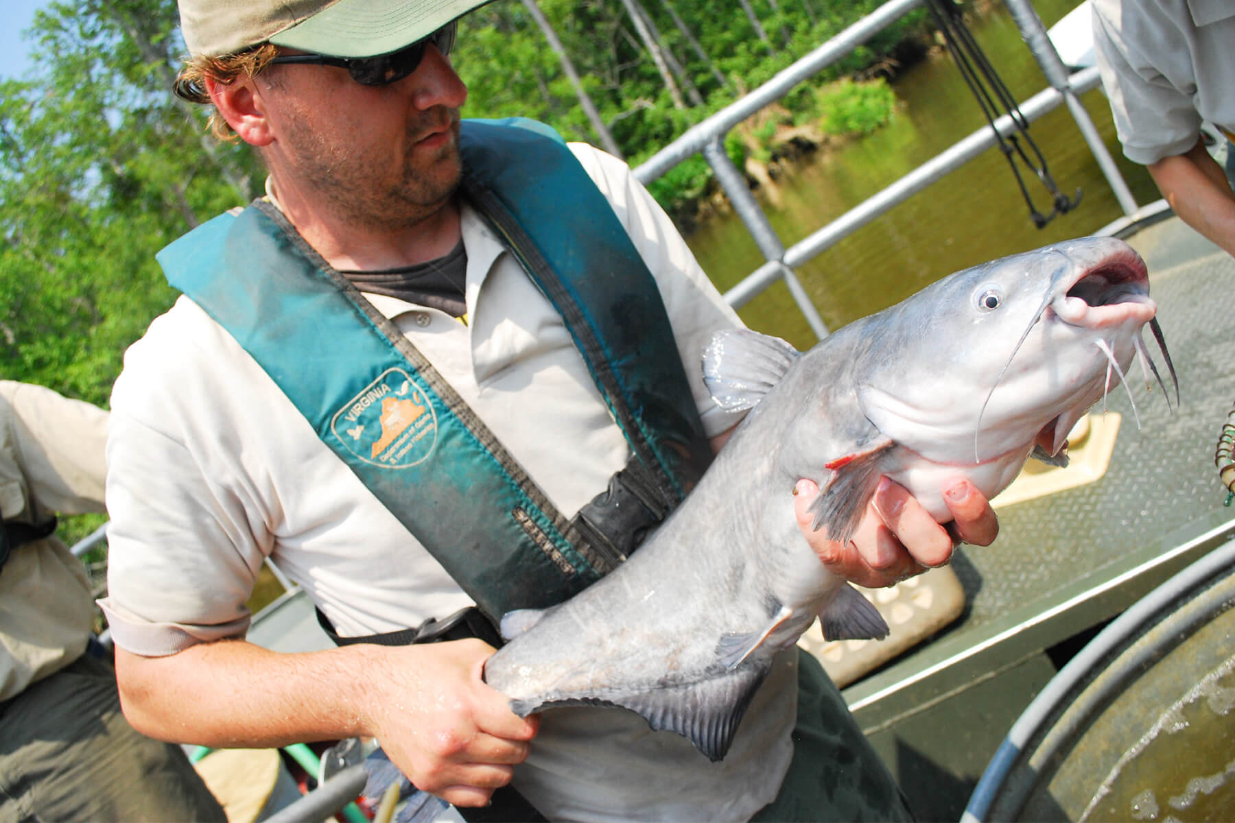 Man hold blue catfish with its mouth open.