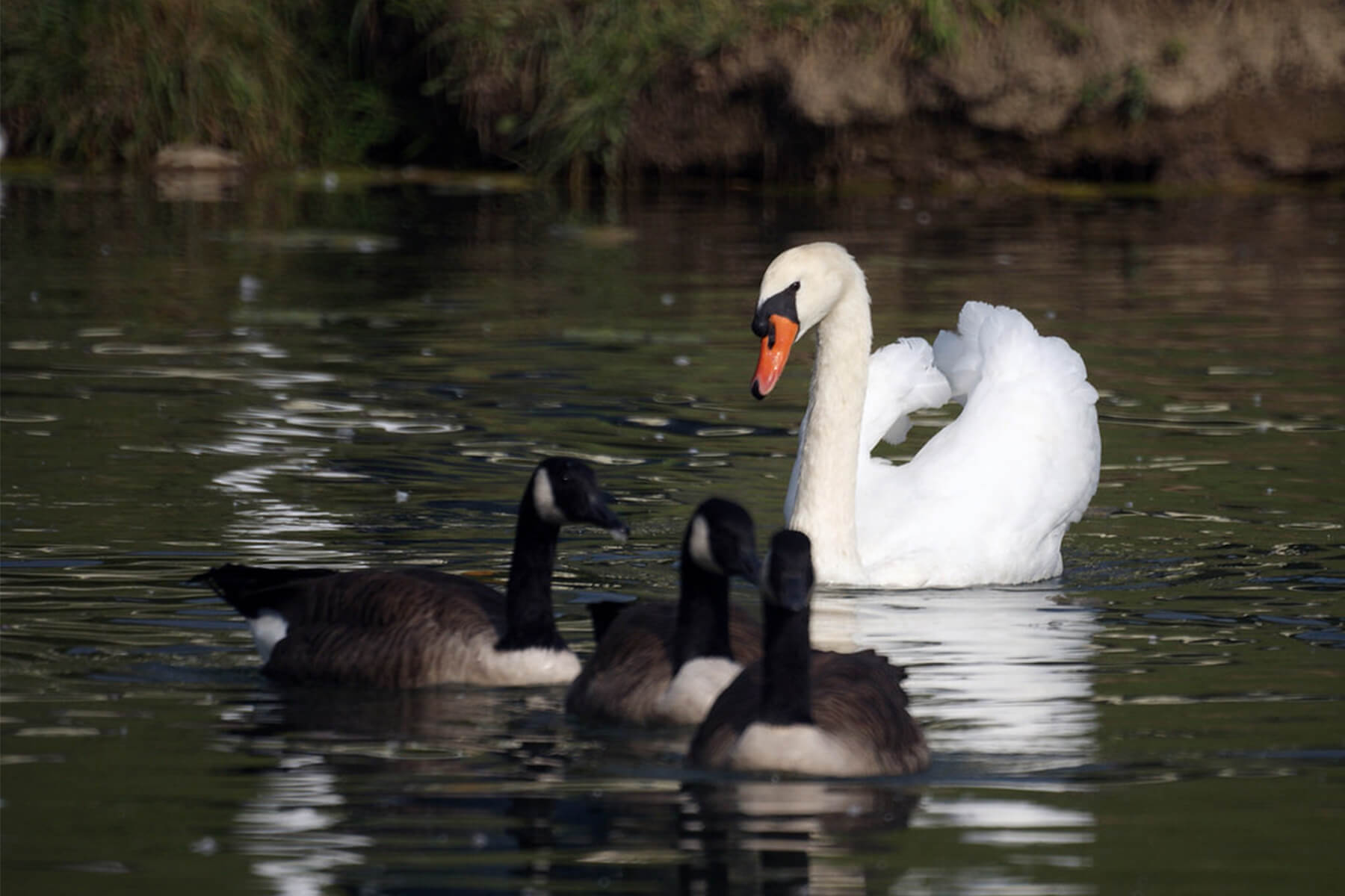 Mute swan in the same pond as native ducks.