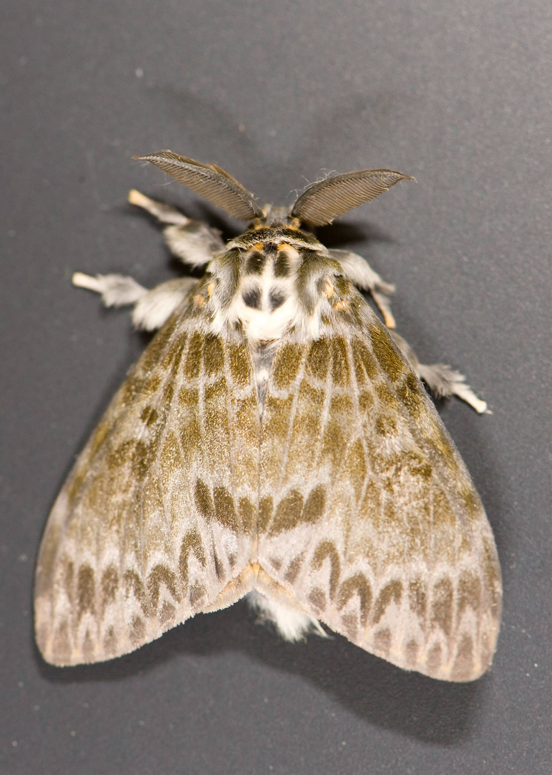 A spongy moth.