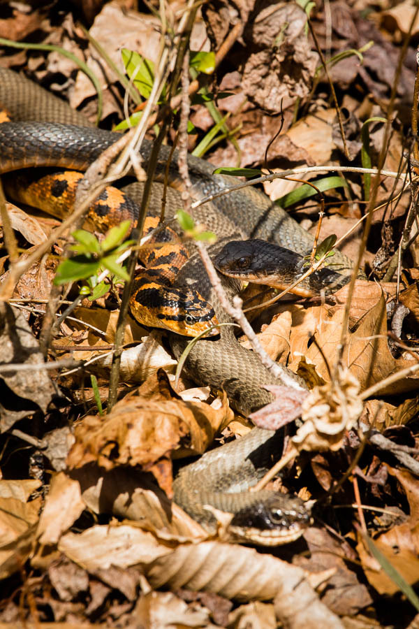 Photo Of The Week Eastern Hognose Snake Uses Deception As A Defense Chesapeake Bay Program,Rock Candy Recipe Fast
