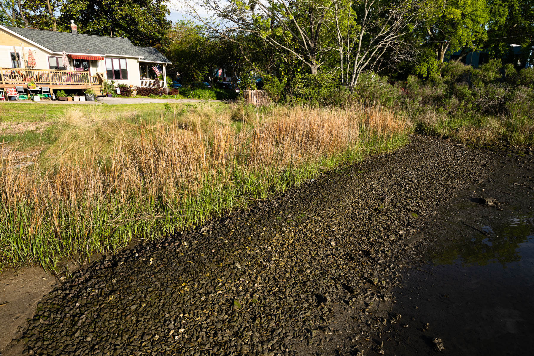 Living shoreline at Tara Honey's property uses native grasses.