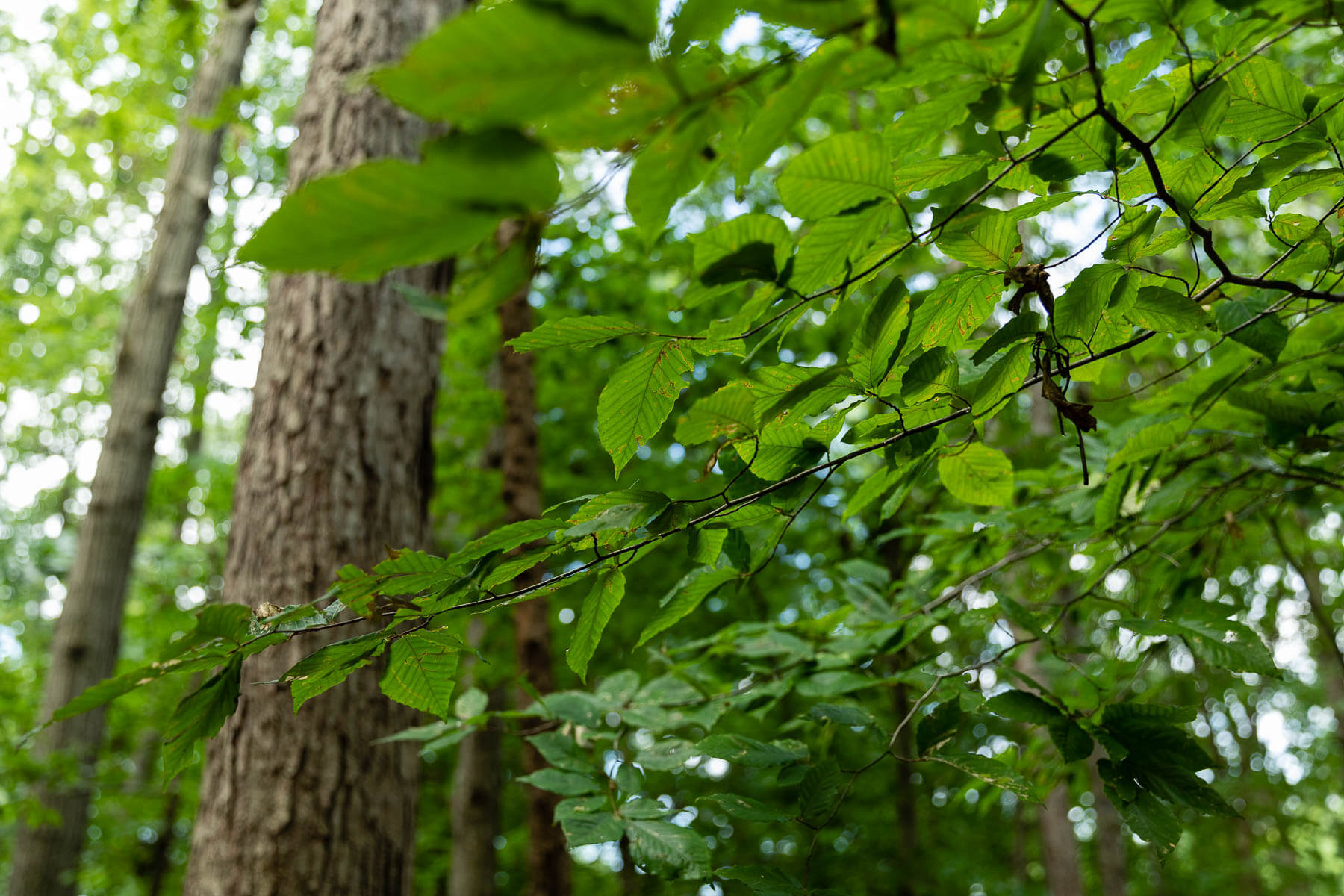 Photo of leaves in a forest.