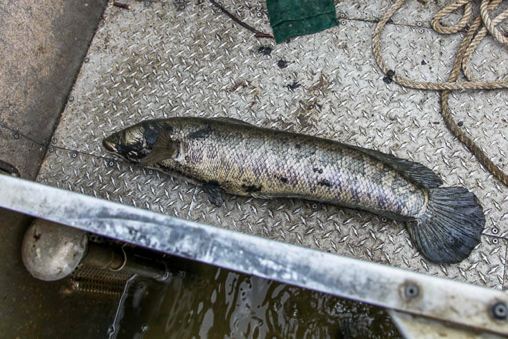 Northern snakehead invasive locations picture