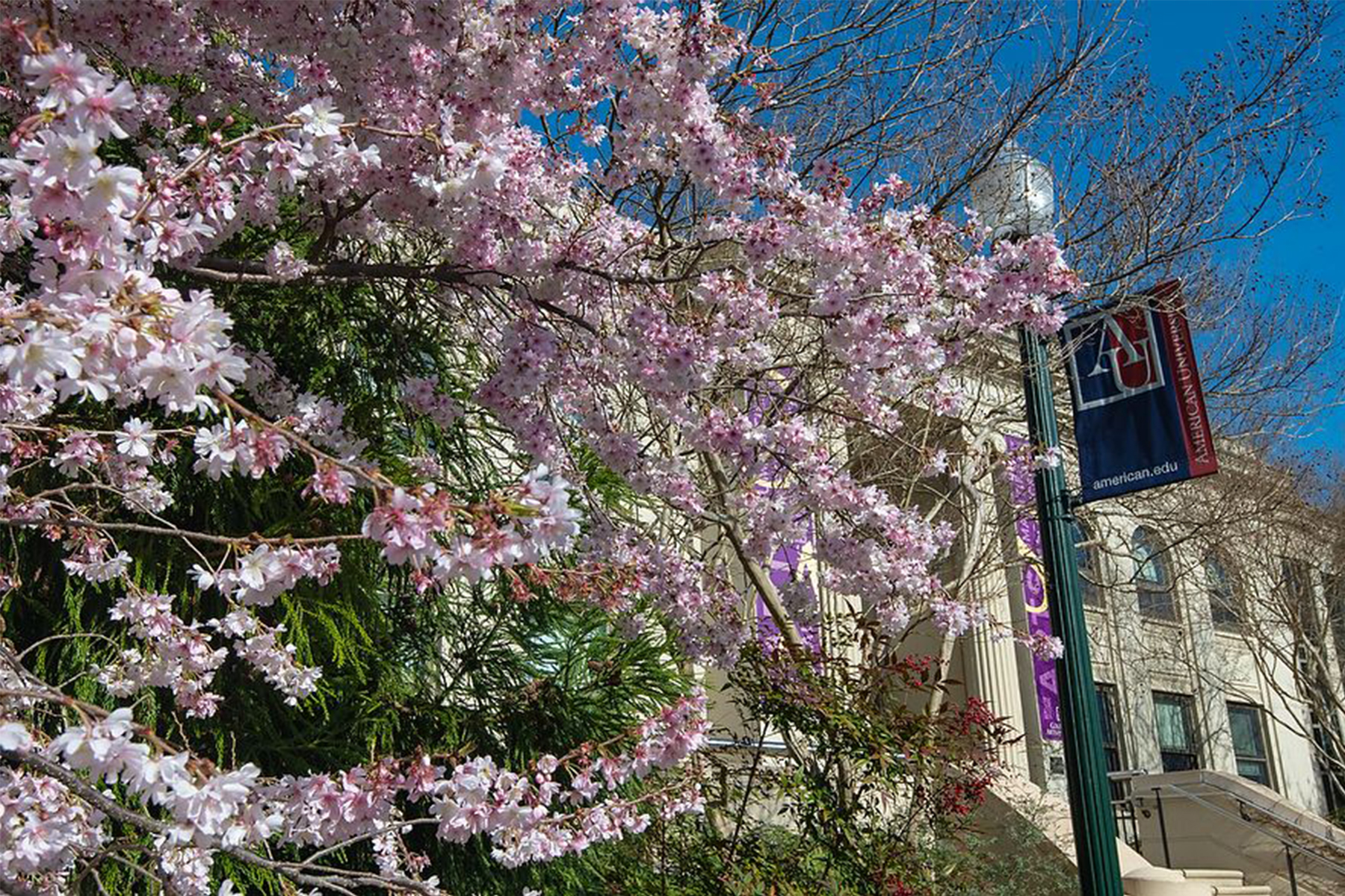 Cherry blossoms on the American University campus.