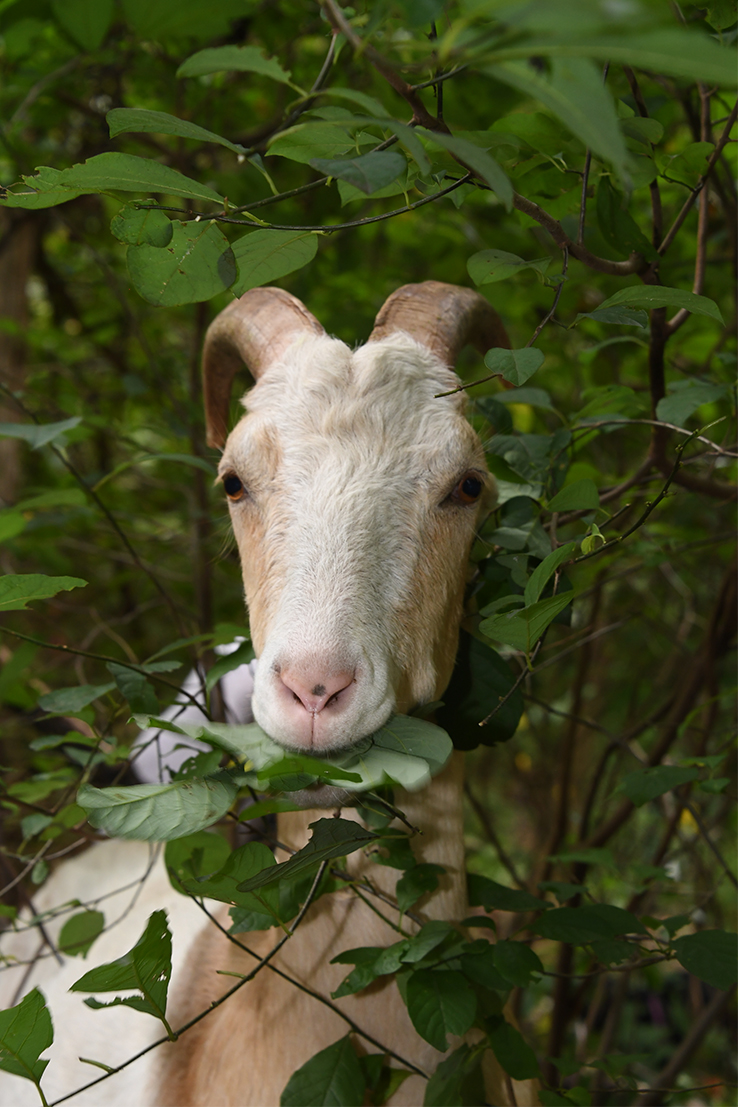 Close up of a goat eating vegetation at Towson University arboretum.