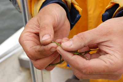 Chesapeake Bay Submerged Aquatic Vegetation