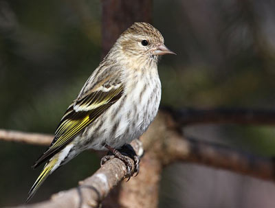 Pine siskin photo courtesy Cephas/Wikimedia Commons