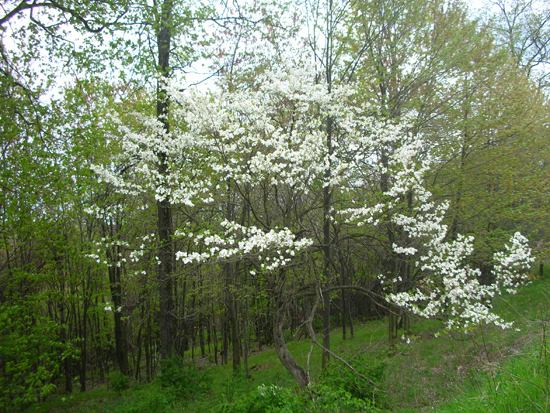 young forest in spring