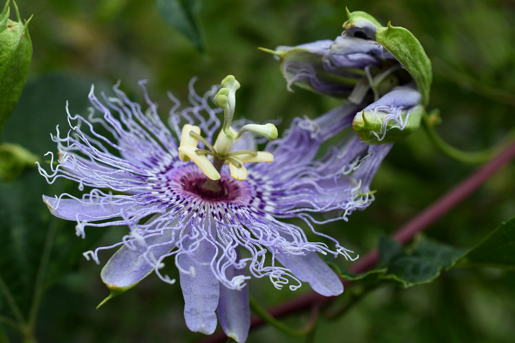 A passionflower.