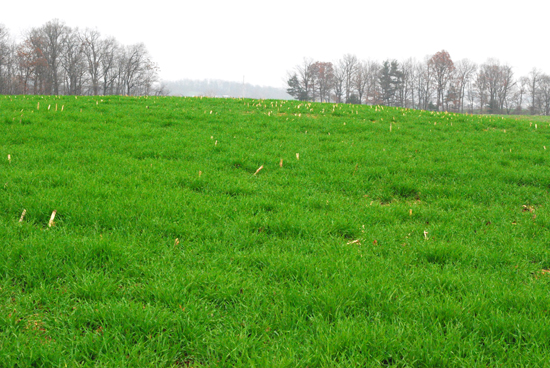 Cover crops on a field