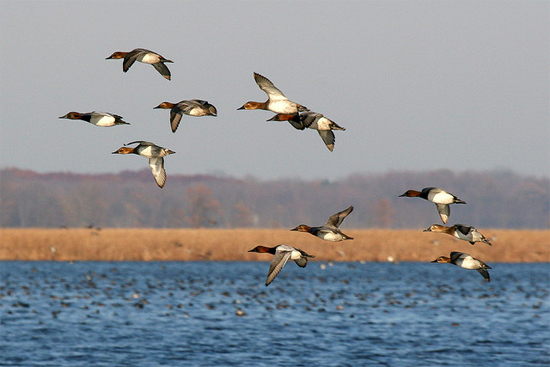 canvasbacks flying over the water