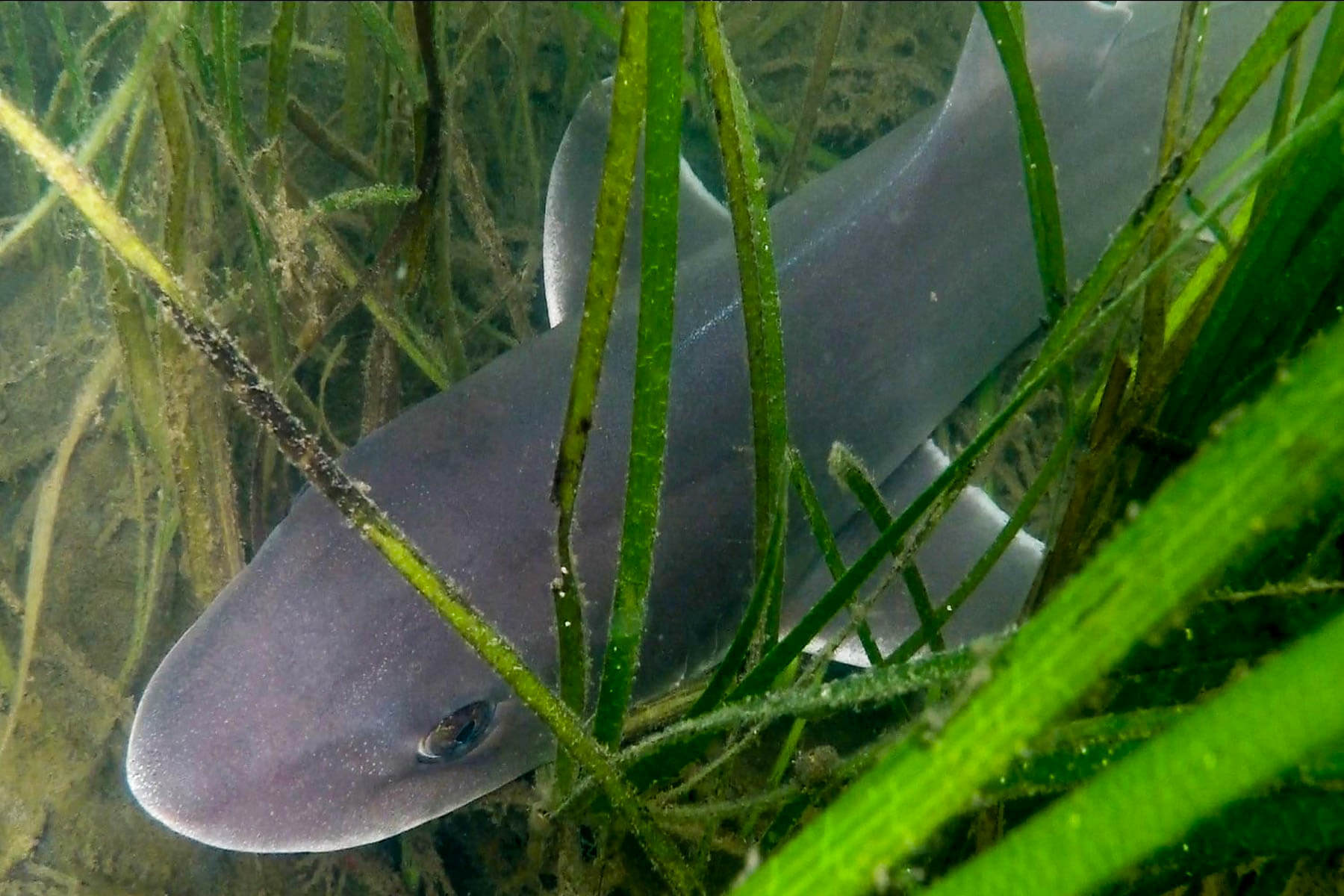 Smooth dogfish in submerged aquatic vegetation