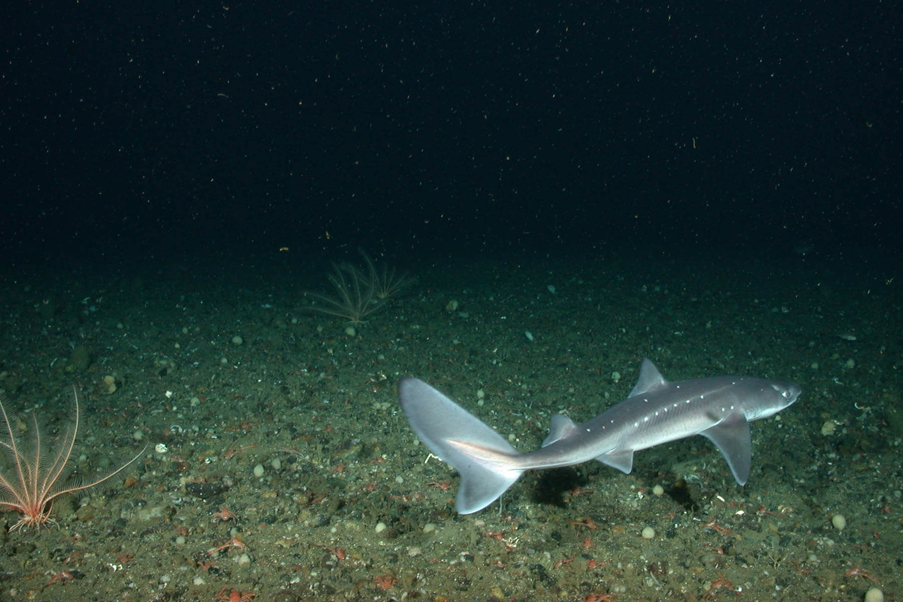 Spiny dogfish showing its spots