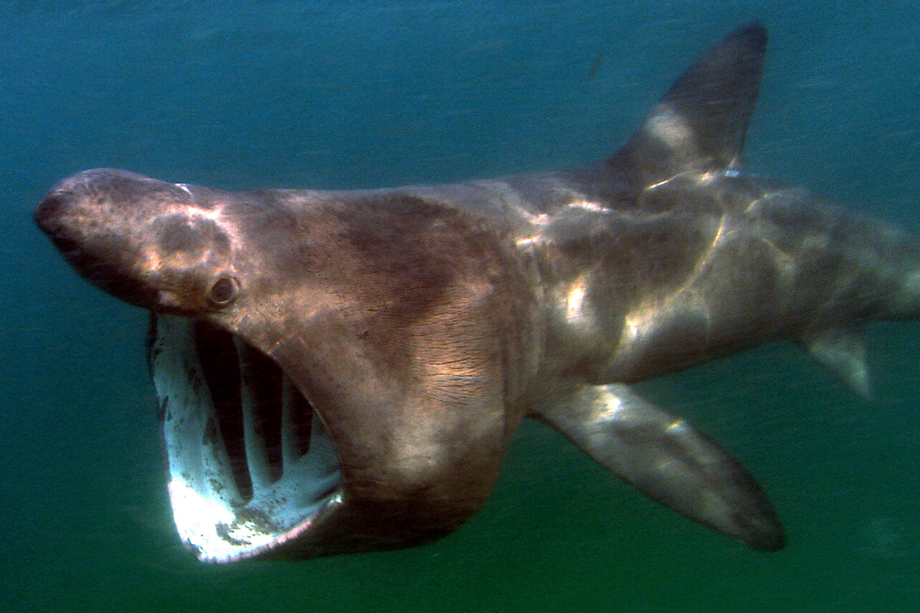 Basking shark with mouth gaping wide