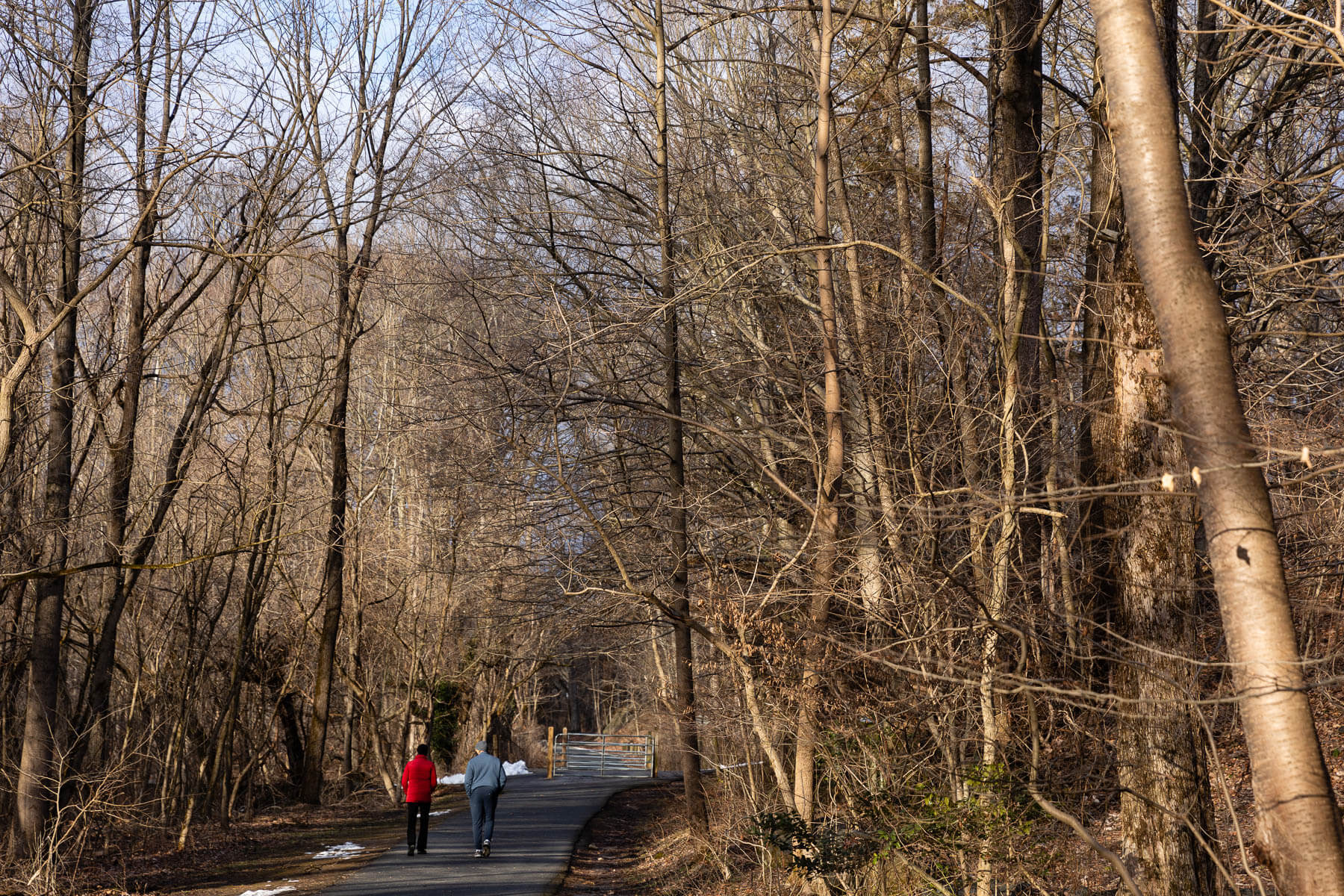 The roots of a smaller tree overlap with the base of a larger one.