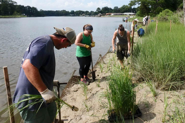 Volunteers stand along shoreline holding plants