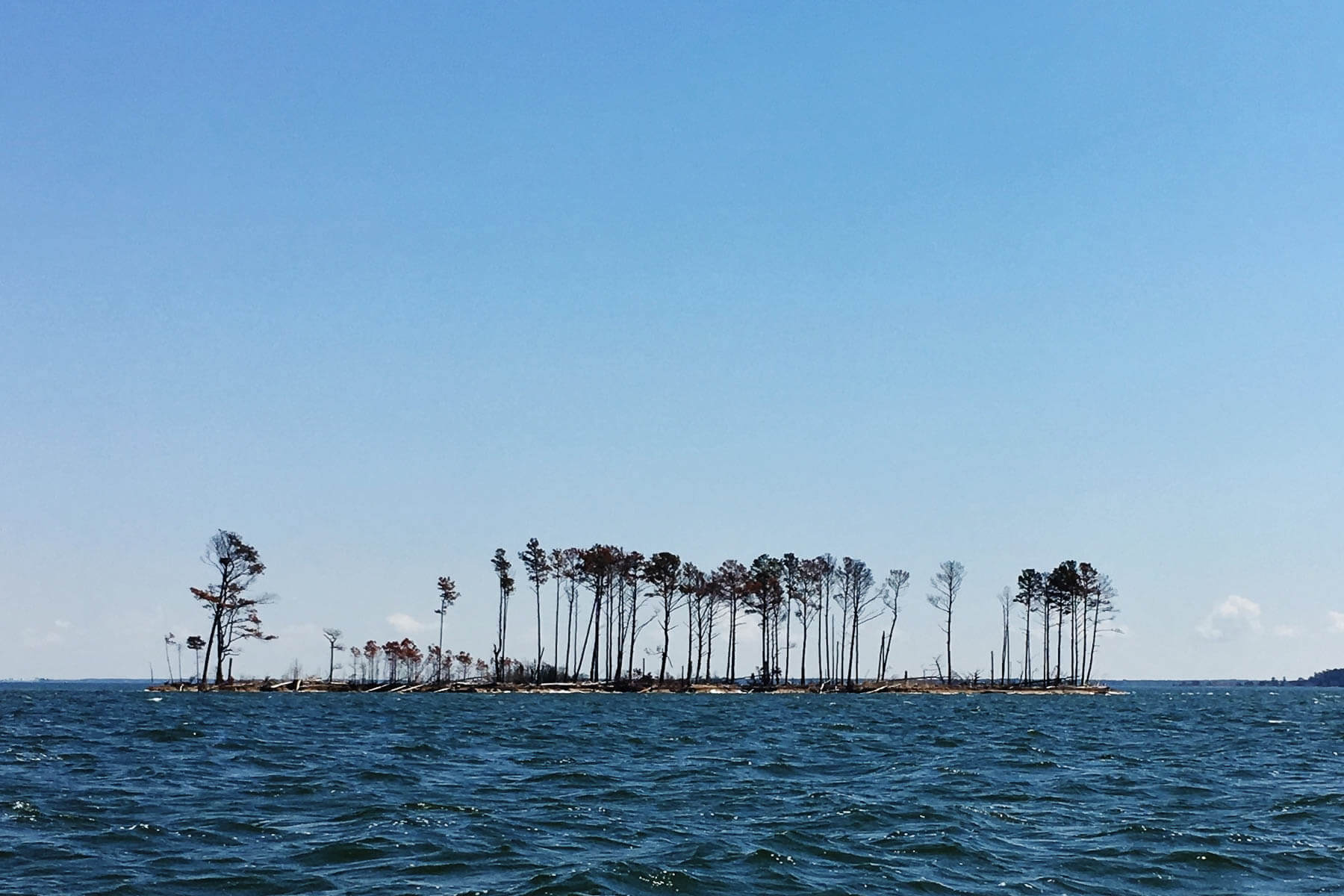 Several trees on the horizon surrounded by water