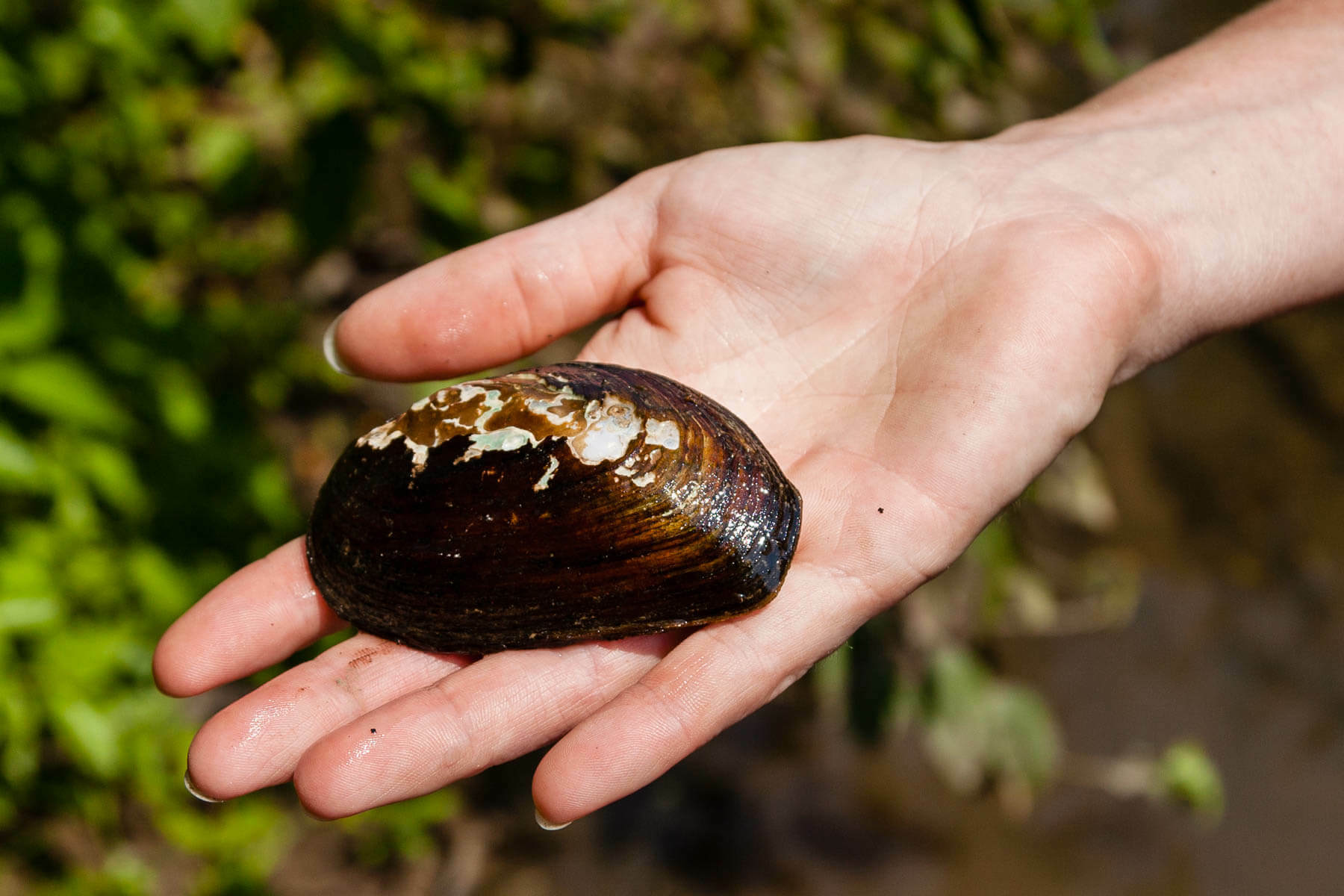 Putting some mussel into river restoration Chesapeake Bay Program