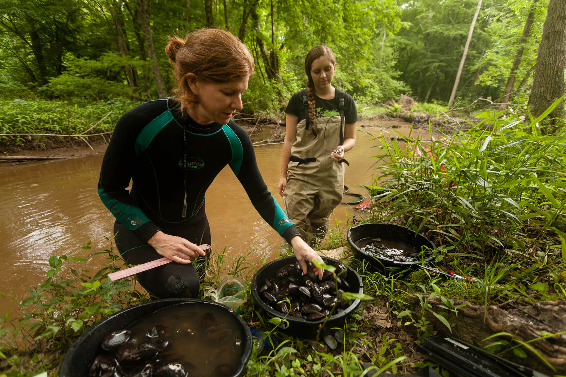 Putting some mussel into river restoration Chesapeake Bay Program