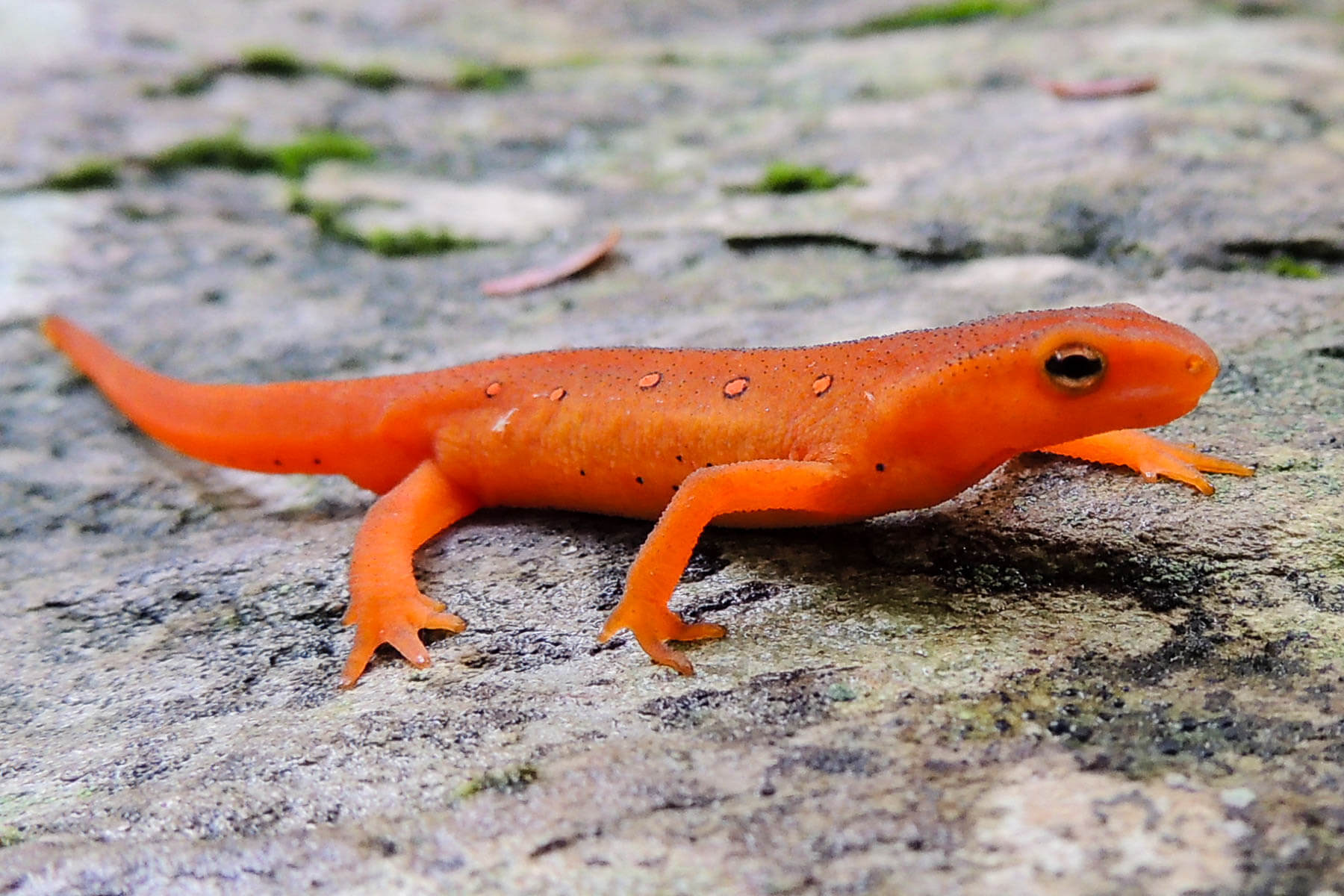 The red eft is the bright orange, eastern newt in its juvenile stage.