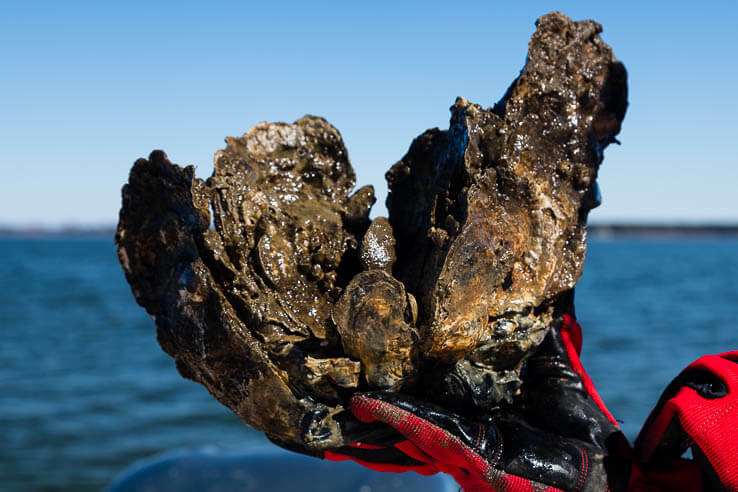 Picture of Progress continues for oyster reef restoration