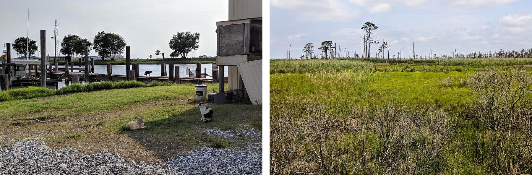 Left photo: Two cats sit on the ground at a marina. A third walks along the pier. Right: Landscape view of marshes with a few dead and dying trees in background.