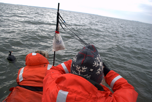 volunteers setting up mist net
