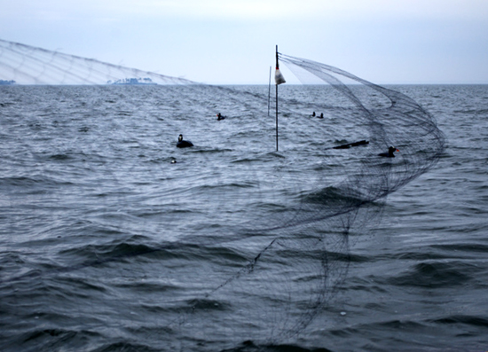 mist net with decoys