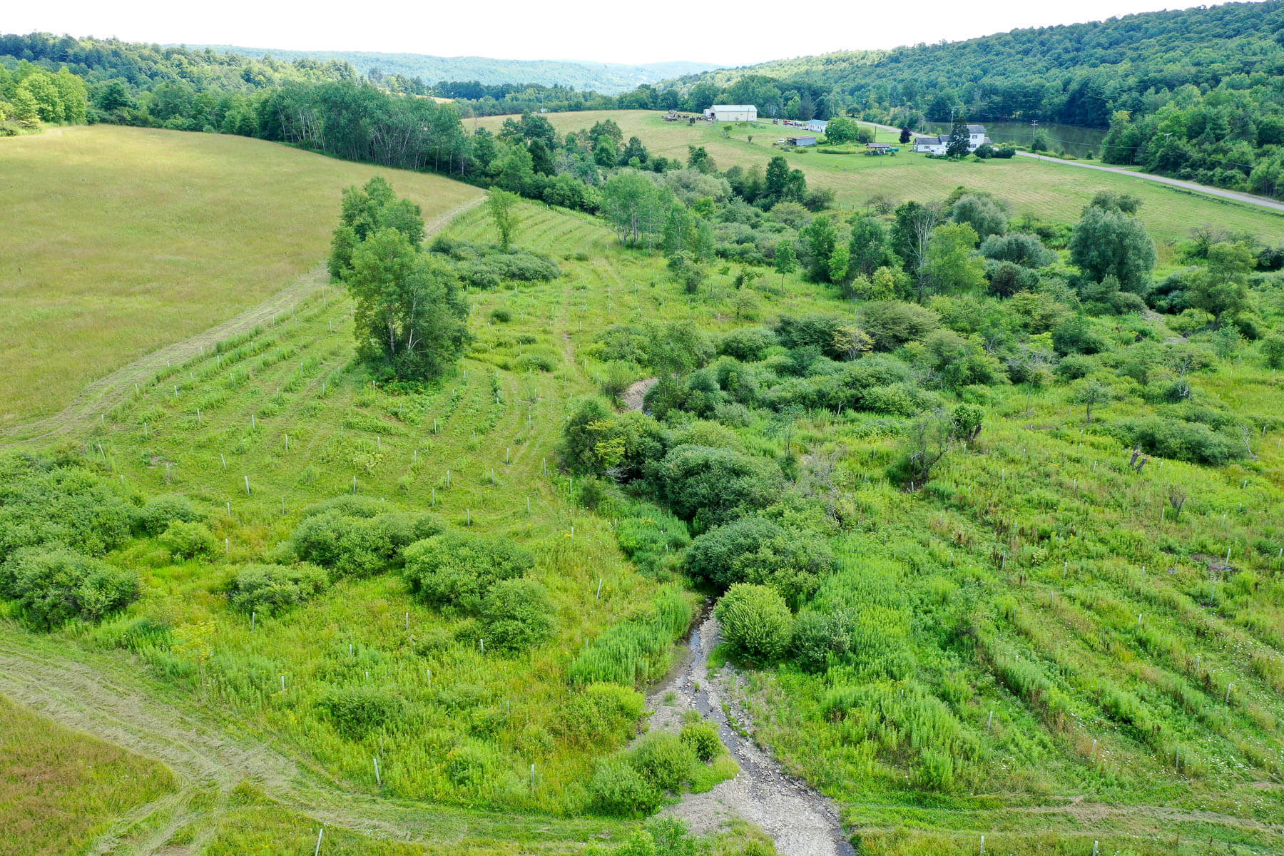 Aerial shot of a group of trees planted near a stream.