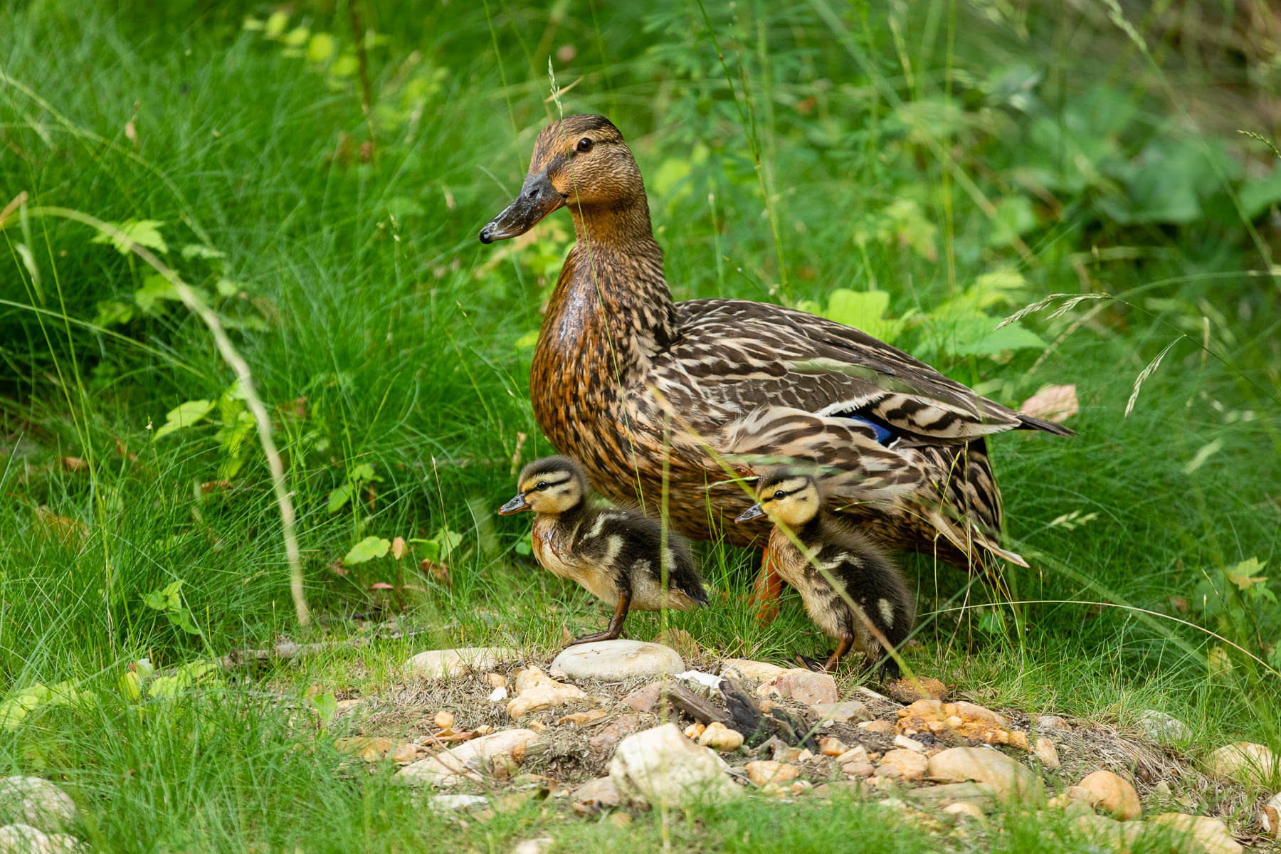Mallard ducks and ducklings forage along Bowen's Branch.