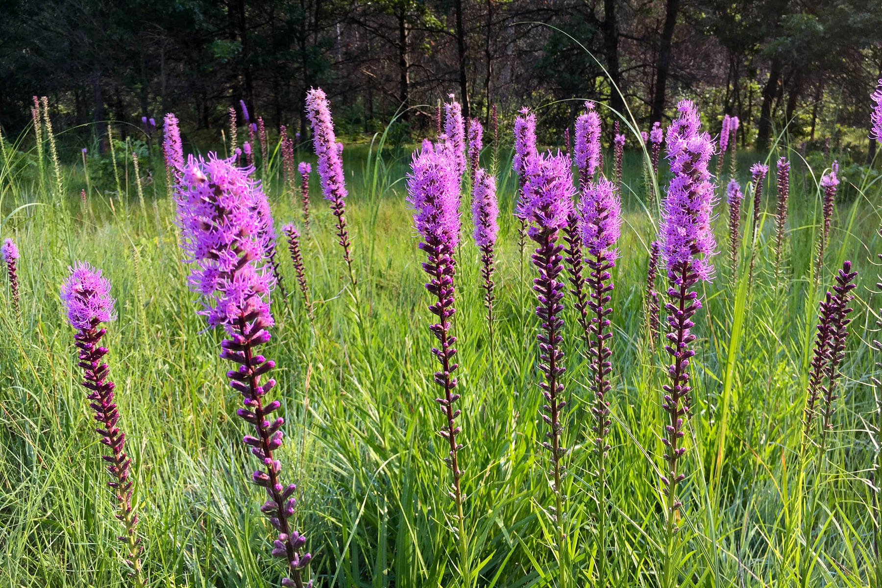 Several tall purple clusters of flowers stand in a green field
