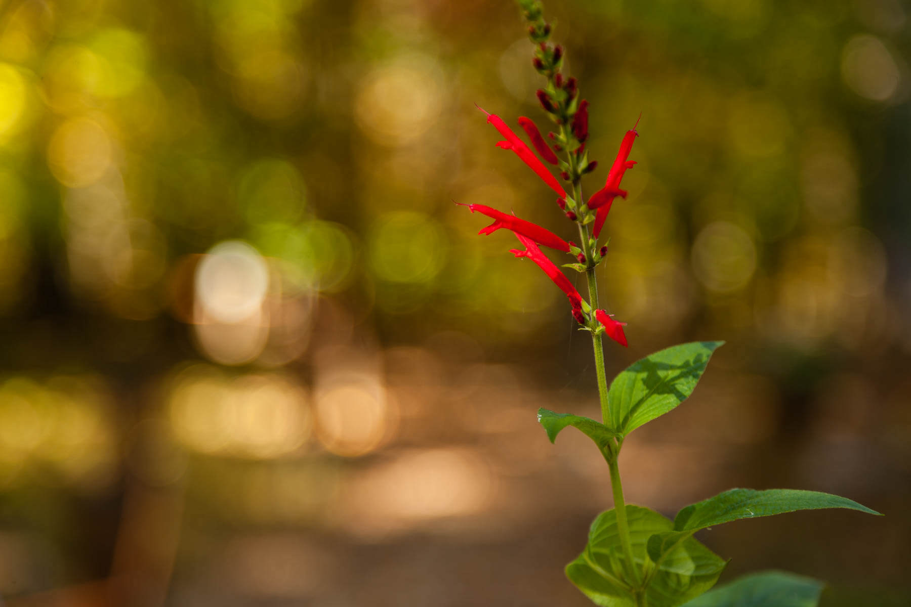 A single red flower stands in the shadowy forest