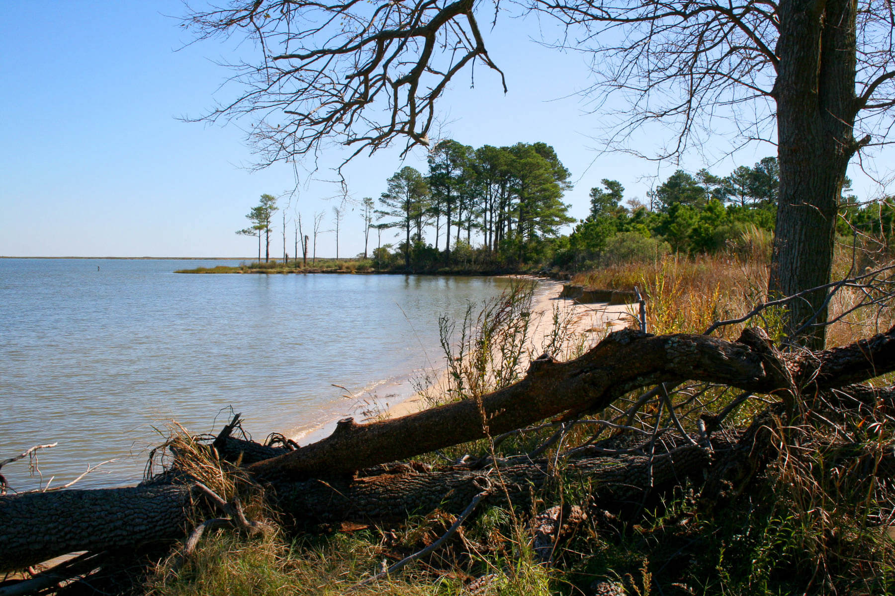 Wetland's beach area with a fallen tree in the foreground