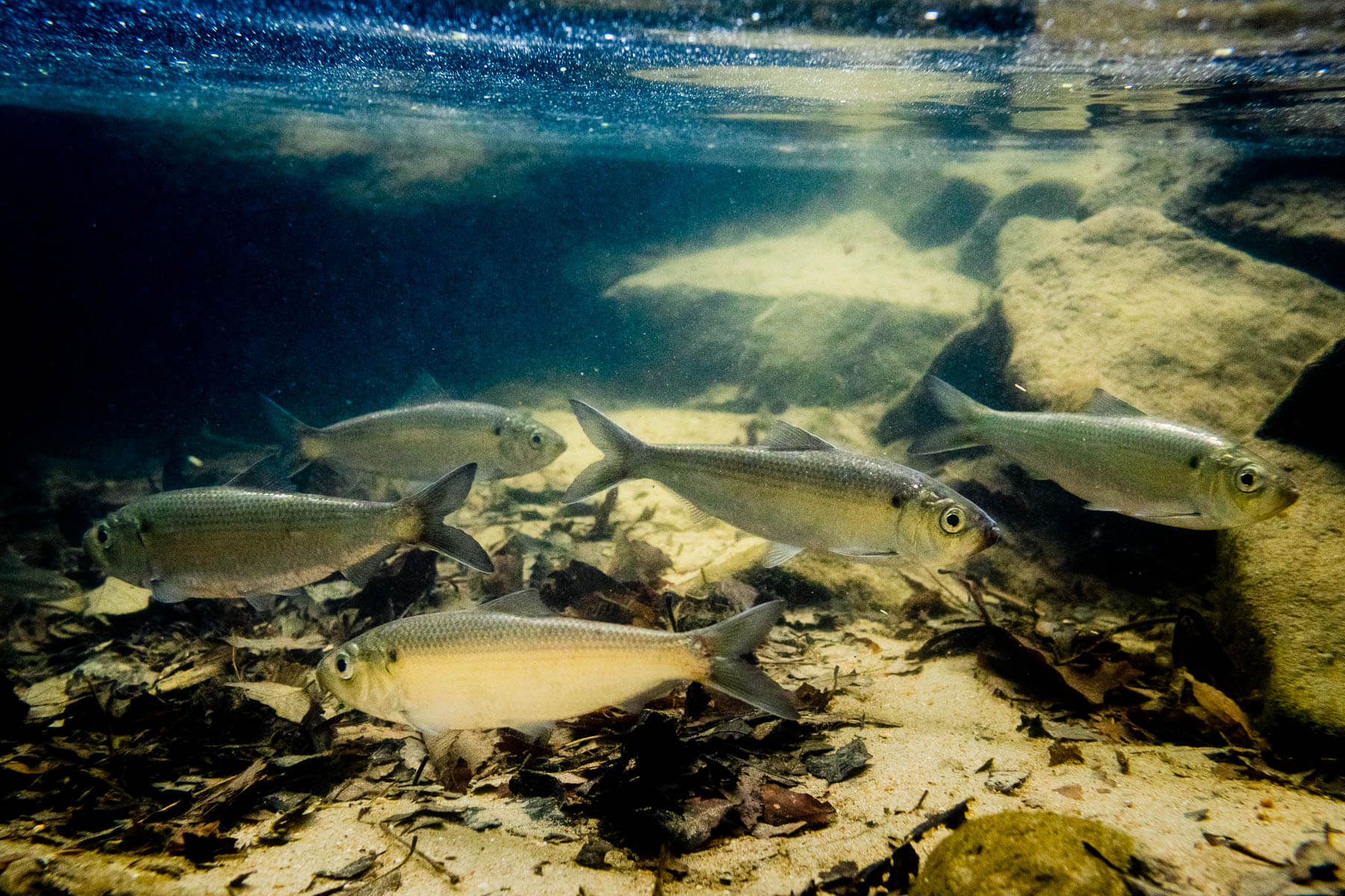 Several silver fish swim in a school underwater
