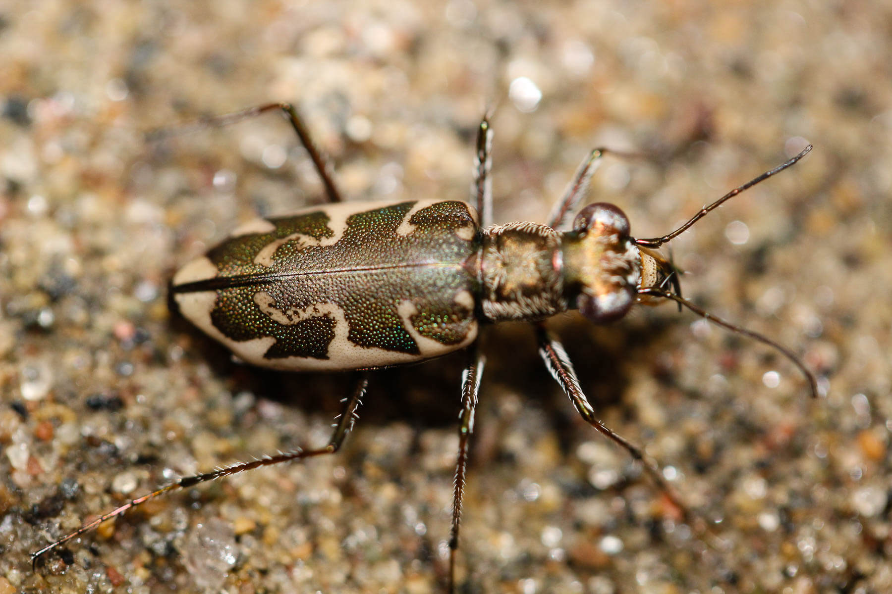The Puritan tiger beetle is tan with a dark-green design on its back.