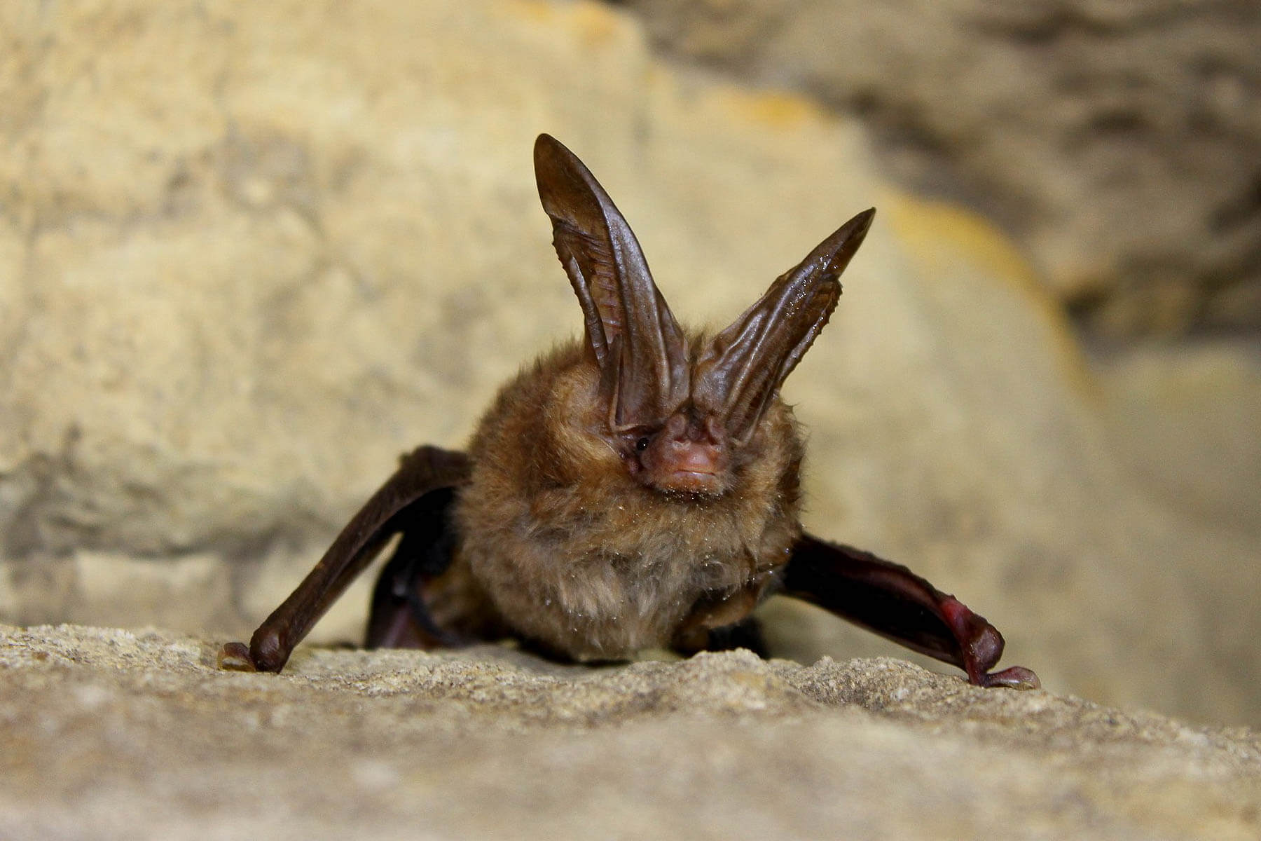 The Virginia big-eared bat is a tiny bat with large ears.