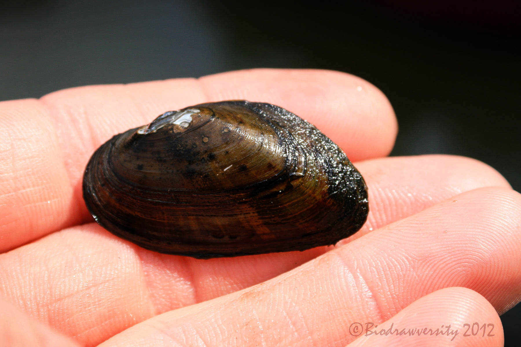 The dwarf wedge mussel has a dark-brown coloring.
