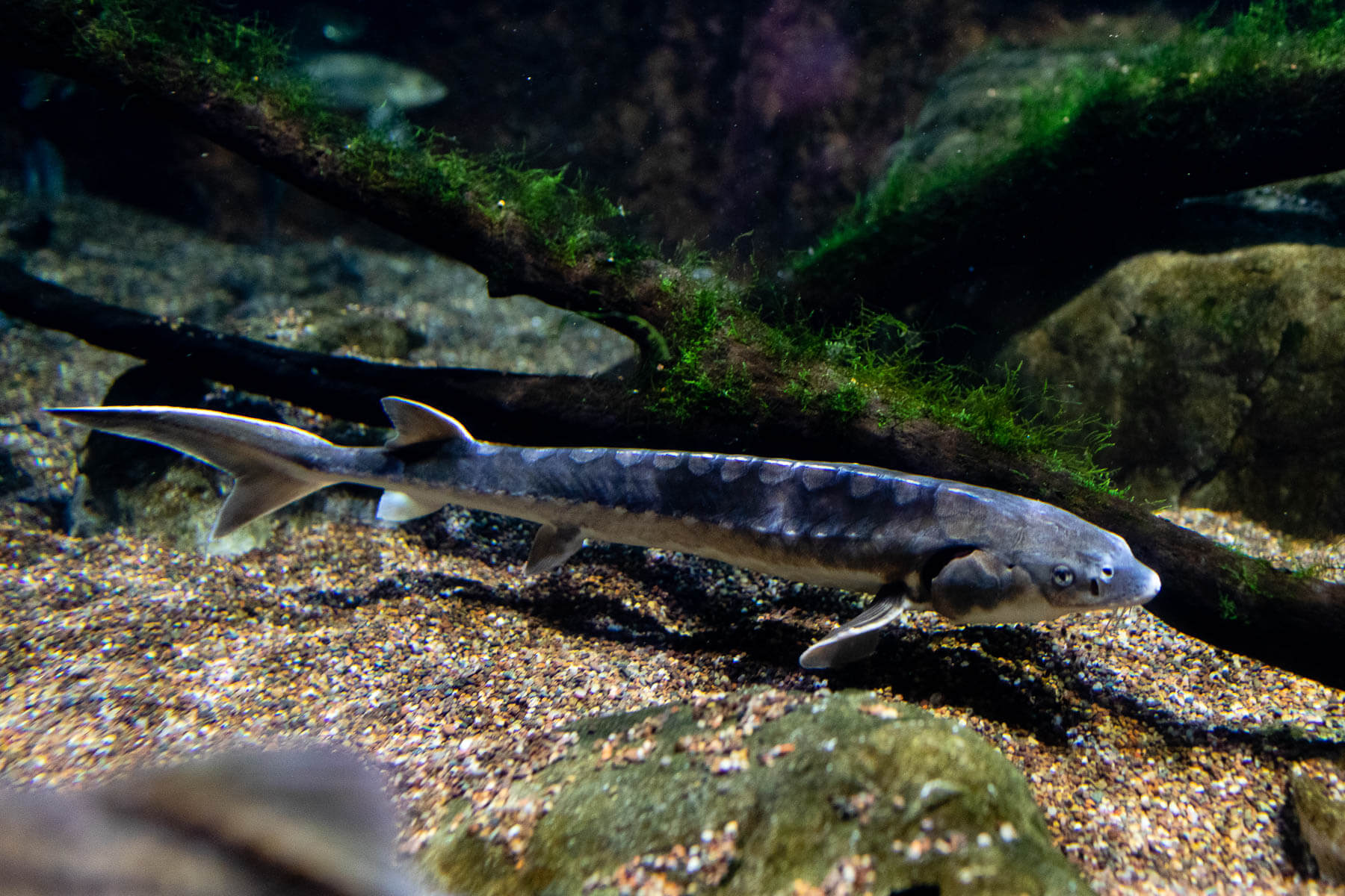 The sturgeon has a brown, tan or bluish-black body and a whitish belly.
