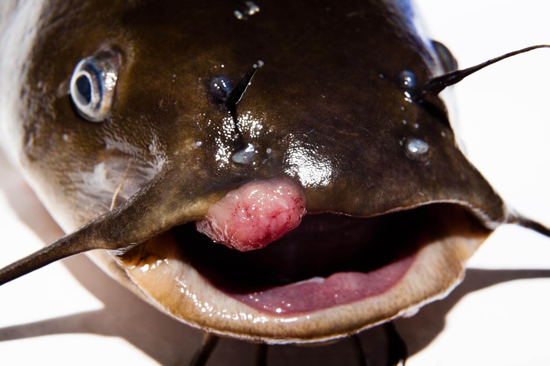 A fish with a skin tumor on its mouth from chemical contaminant infection.