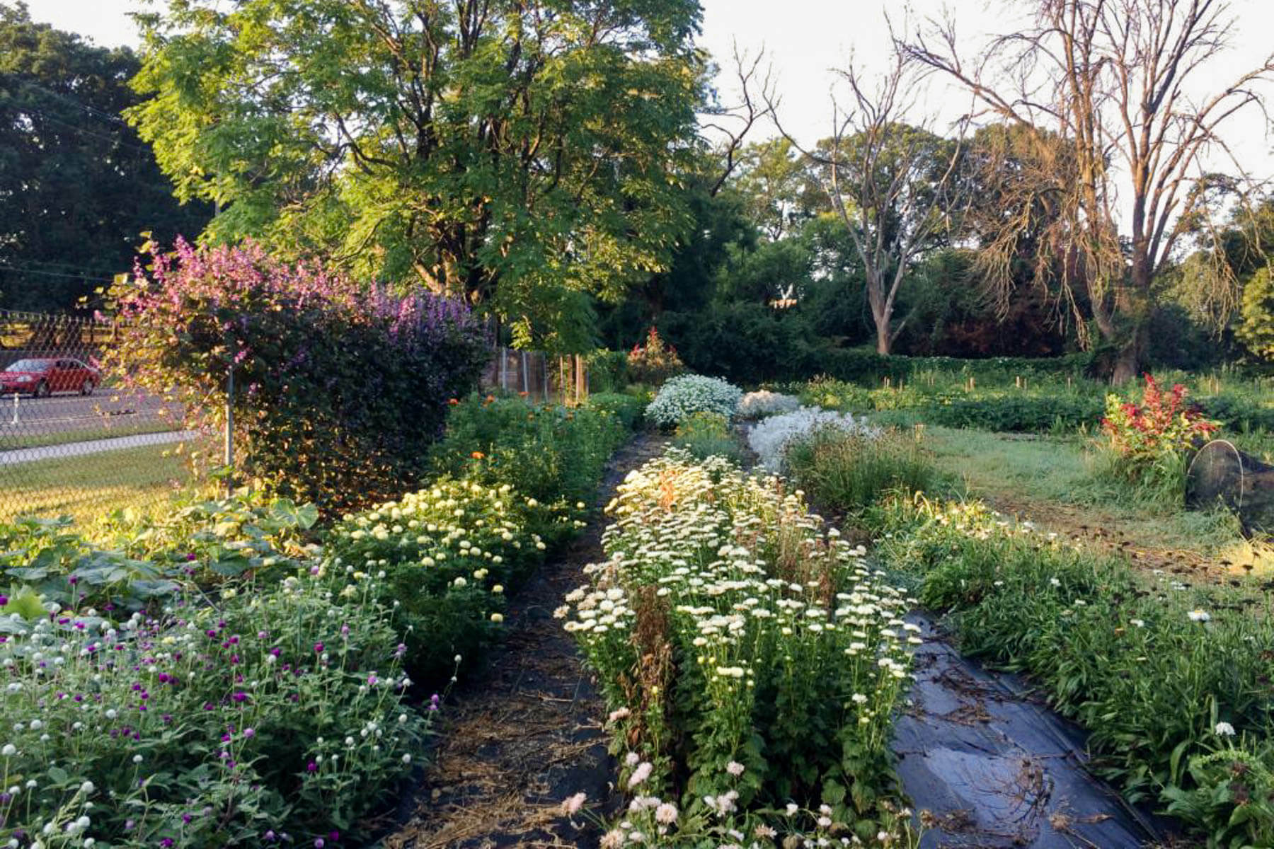 Beautiful Bay blooms Chesapeake Bay Program