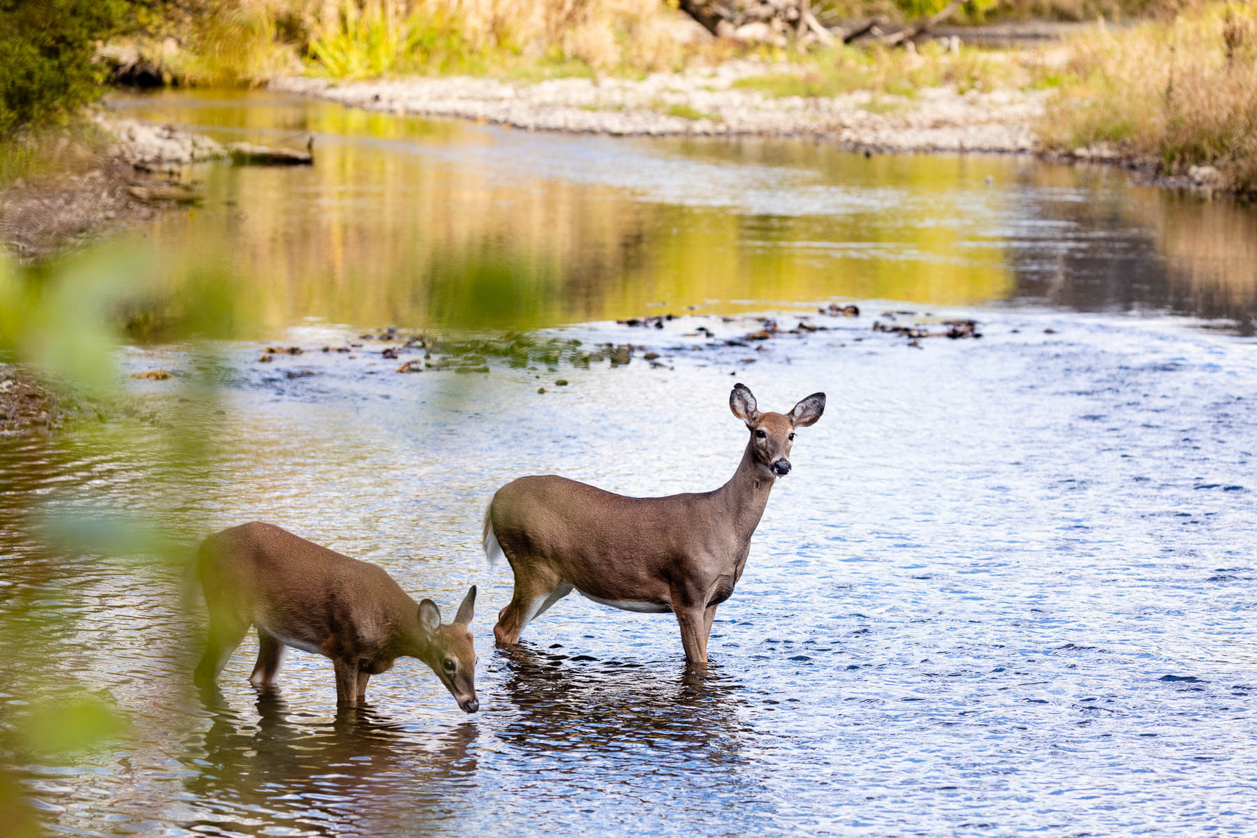 Two deer stand in Oaks Creek.