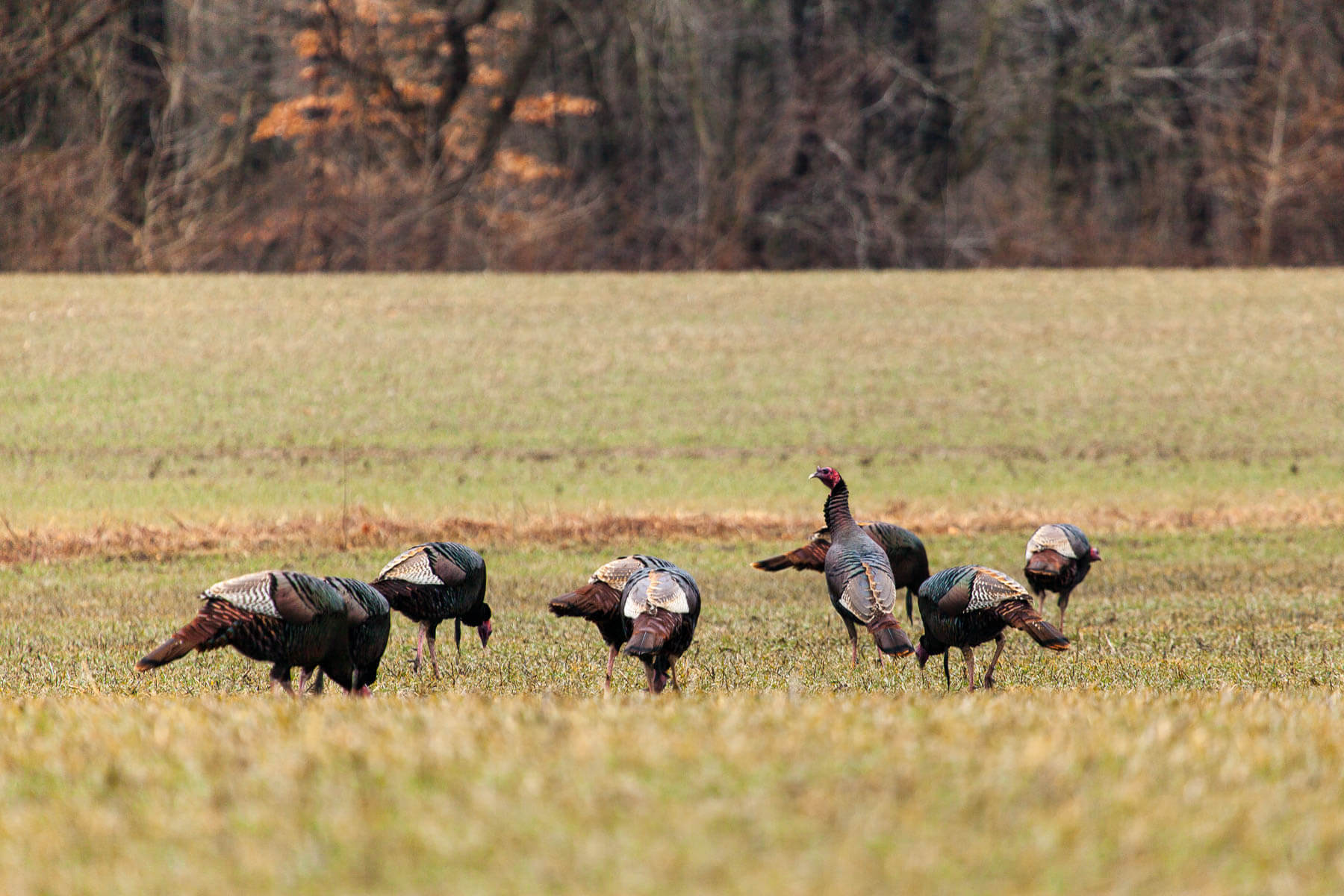 A flock of turkeys stand in a field looking for insects.