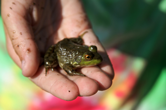 Child holding a frog in his hand