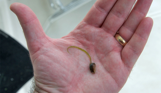 Zebra mussel (image courtesy John Tolva/Flickr)
