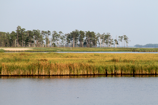 Blackwater National Wildlife Refuge