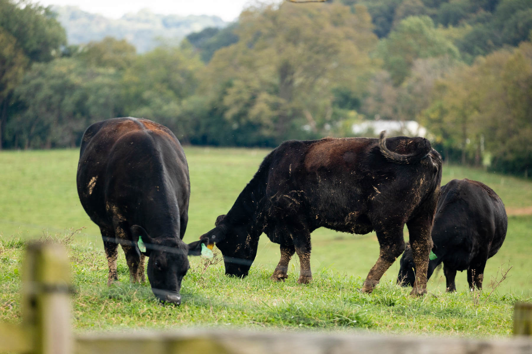 Cattle graze at Hedgeapple Farm.