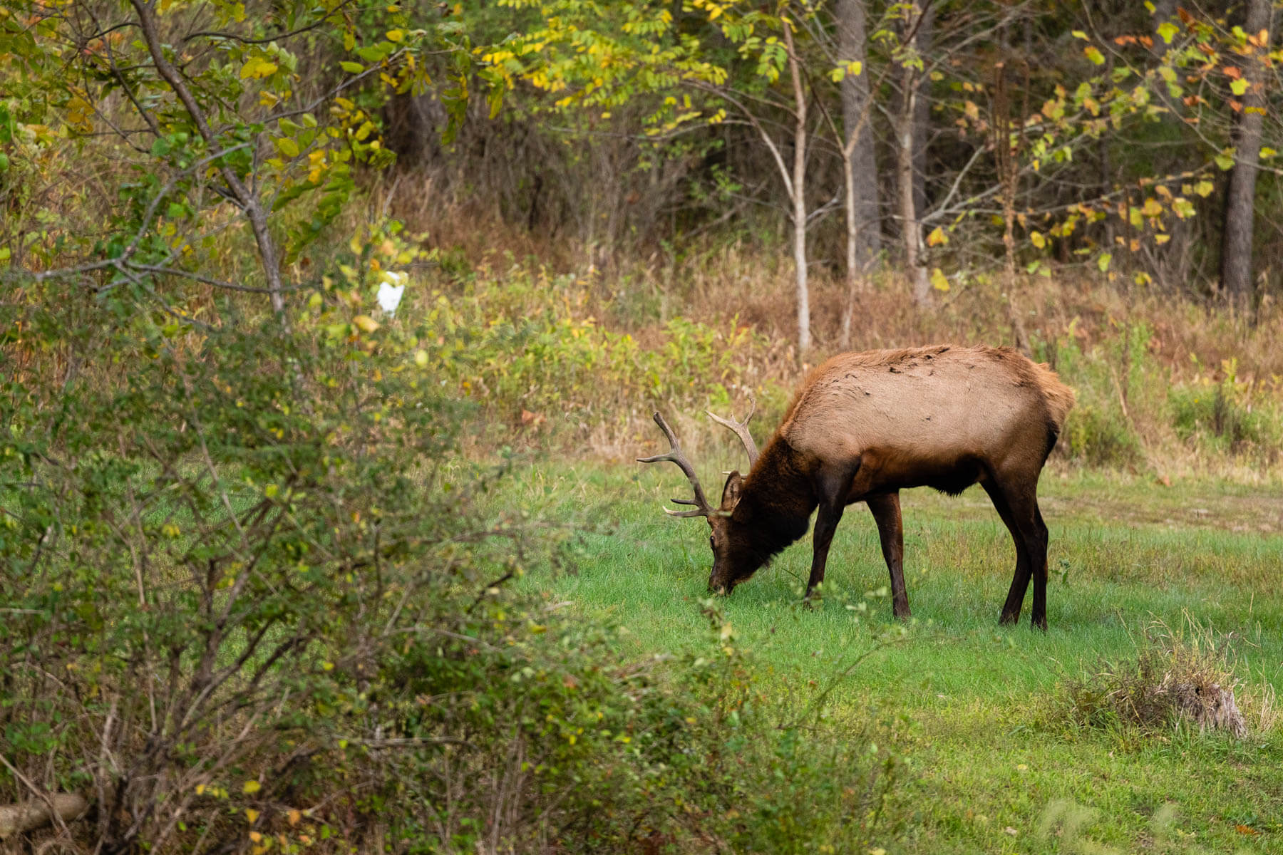 A male elk grazes near forest edge
