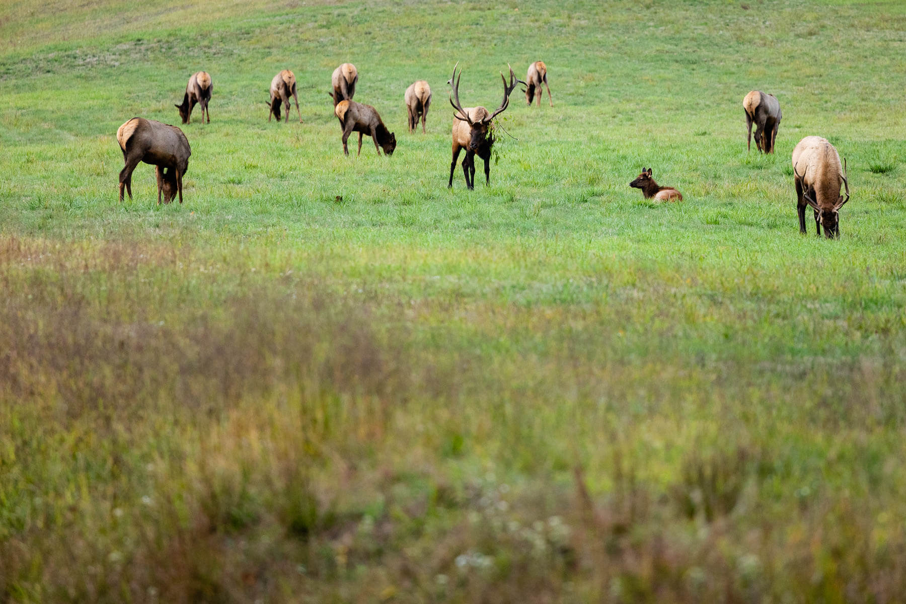 A herd of elk grazes a grassy field